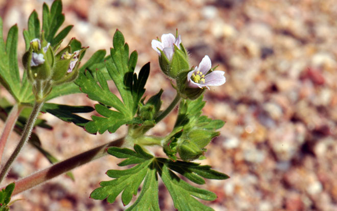 Carolina Geranium